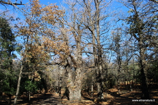 Castagno Pianobello